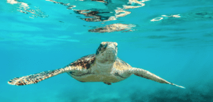 CENOTES AND TURTLE ENCOUNTER (SNORKELING ADVENTURE)