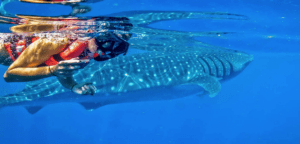 WHALE SHARK ADVENTURE (SNORKELING WITH THE OCEANS LARGEST FISH & ISLA MUJERES)
